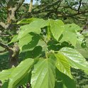 Hovenia dulcis feuille